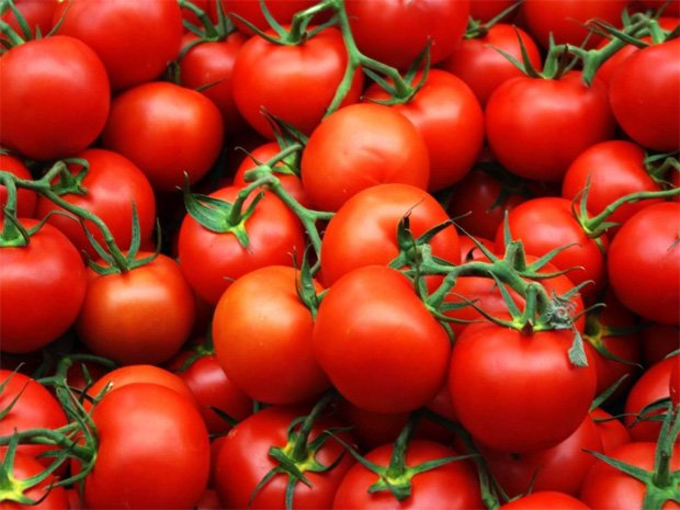 Большое количество томатов на ветках лежит россыпью
