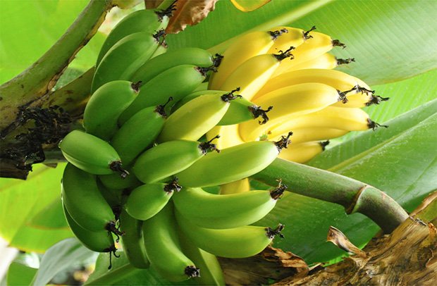 На пальме растет гроздь бананов, половина из которых зрелая, а другая зеленая