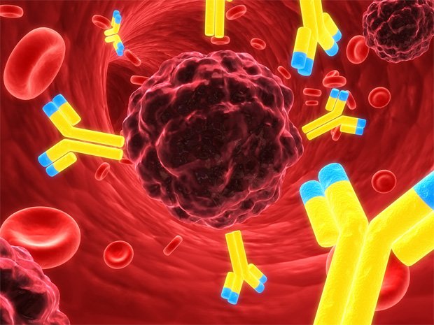 На фото схематически изображены моноклональные антитела